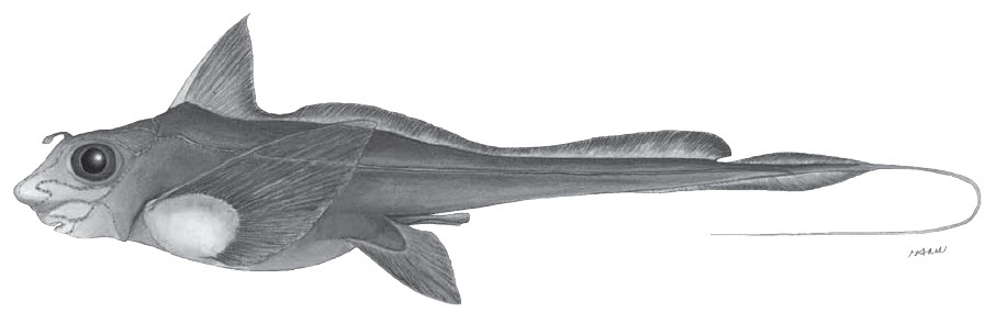 Hydrolagus mirabilis_0132